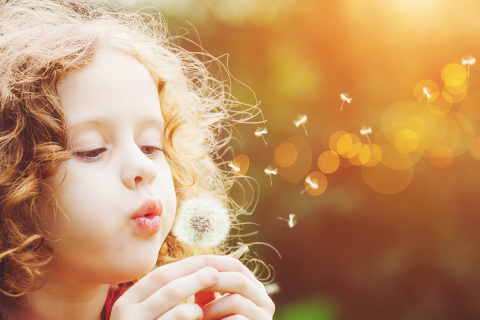 Young girl blows dandelion seeds through the air