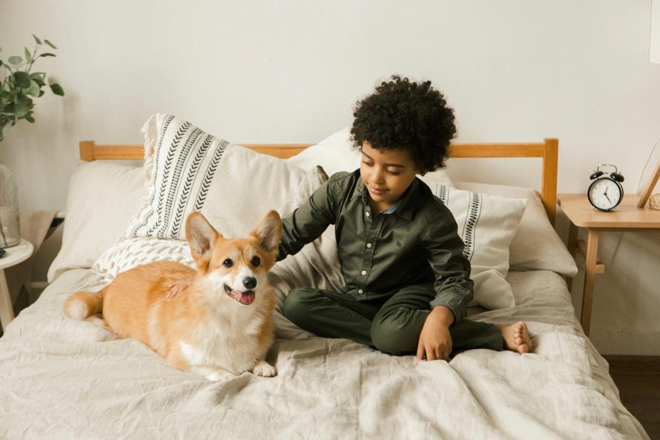 Little boy on bed with his corgi dog.