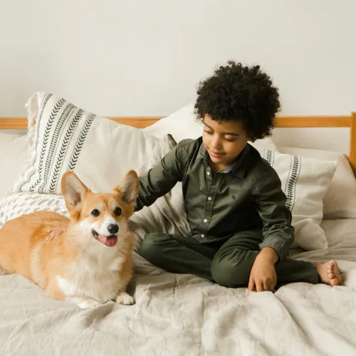 Little boy on bed with his corgi dog.